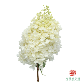 市场绣球 香草冰淇淋 1枝