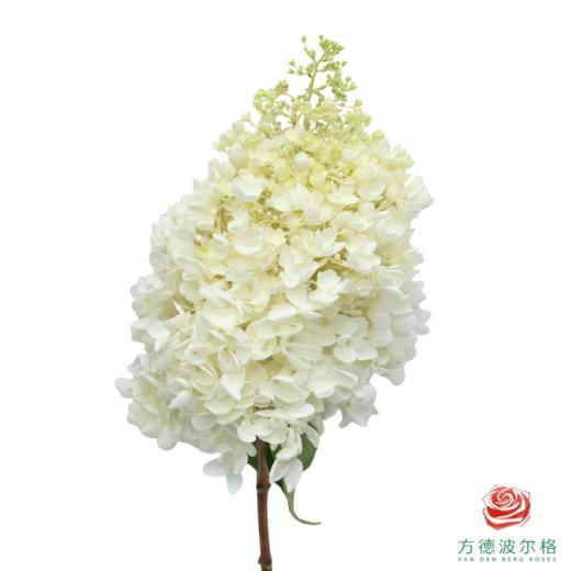 市场绣球 香草冰淇淋 1枝 商品图0