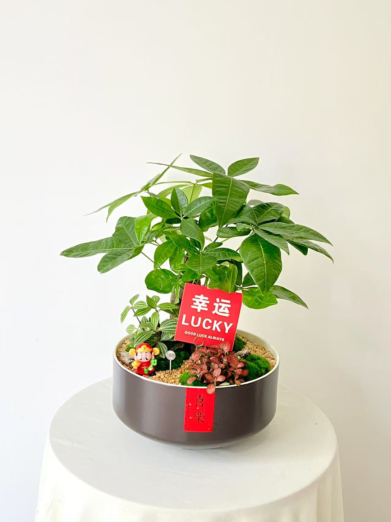 发财树/MXY白边黑388