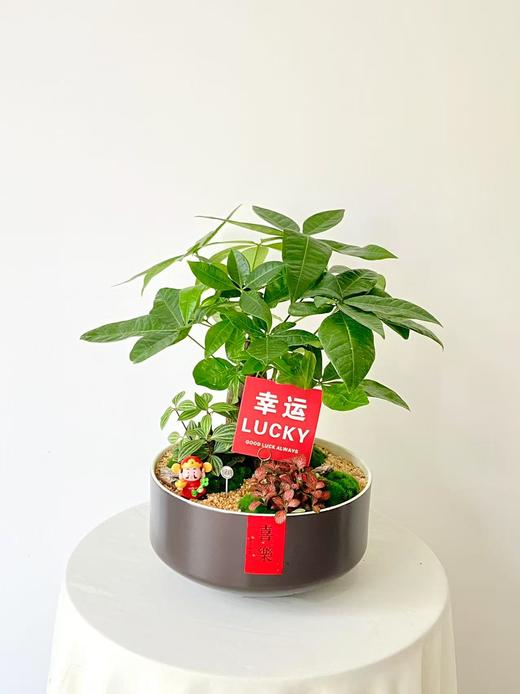 发财树/MXY白边黑388 商品图0