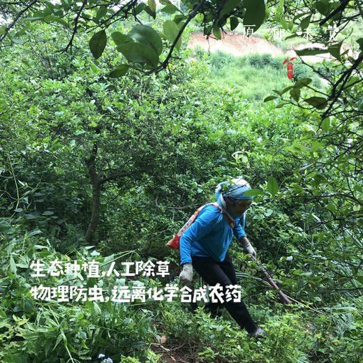 【预售，预计6.30开始发货】生态青柠檬（基地直发-顺丰包邮） | 3斤/9斤装，来自云南元江，生产者：张扬【合作生产，公平贸易】 商品图1