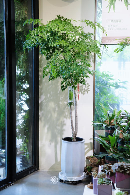 台湾富贵树 商品图0