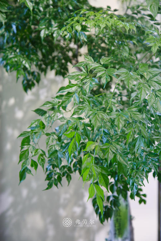 台湾富贵树 商品图2