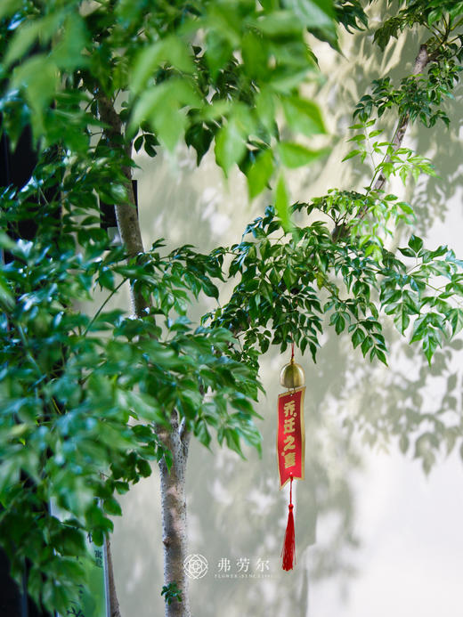 台湾富贵树 商品图1