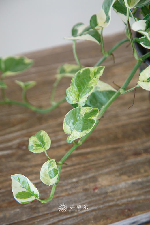 银边葛 商品图2