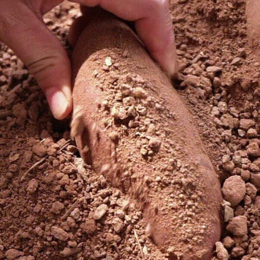 甜到心里的蜜薯 生活有点苦 记得自己加点甜 红薯 商品图5