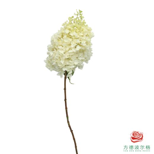 市场绣球 香草冰淇淋 1枝 商品图1