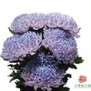 市场牡丹菊-丁香紫 商品缩略图0