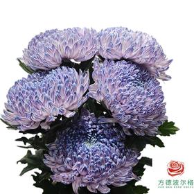 市场牡丹菊-丁香紫