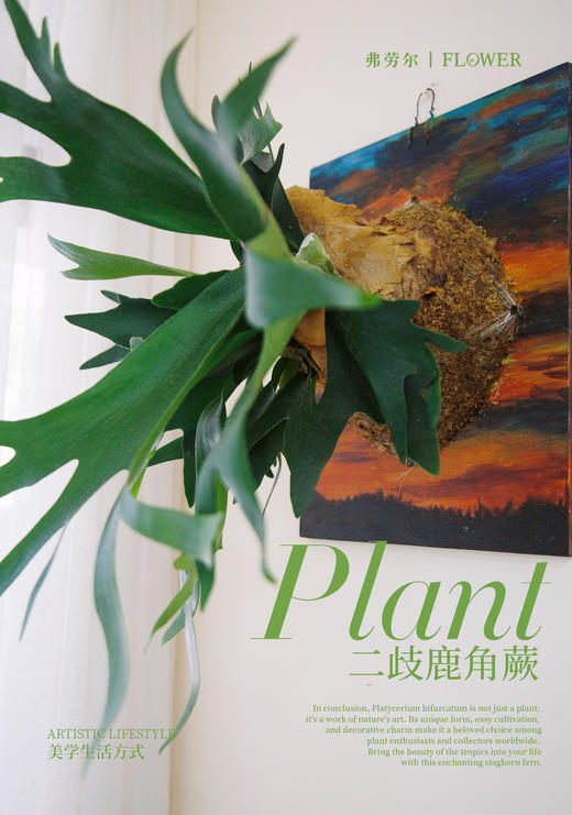 板植鹿角蕨 商品图2