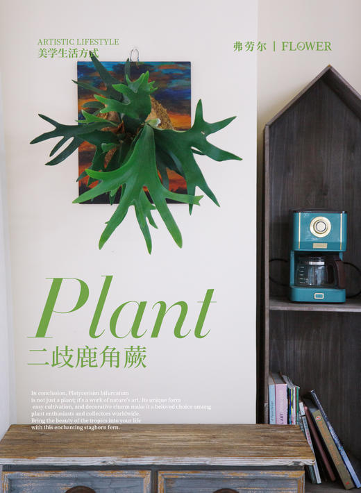 板植鹿角蕨 商品图0