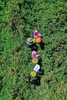 百康刺梨果浆后生元饮品 商品缩略图3