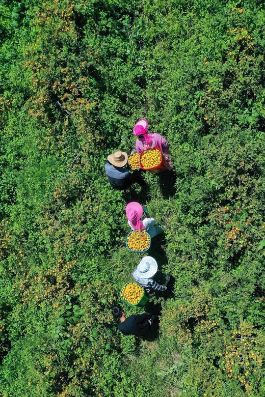 百康刺梨果浆后生元饮品 商品图3