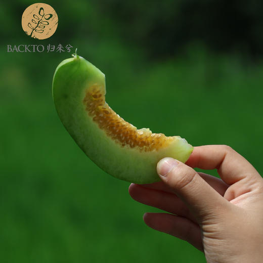 试种新品：脆蜜甜瓜 （2个装） 750克  全国配送（偏远地区除外） 商品图5