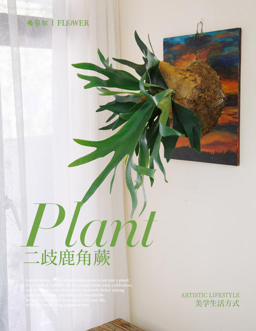 板植鹿角蕨 商品图1