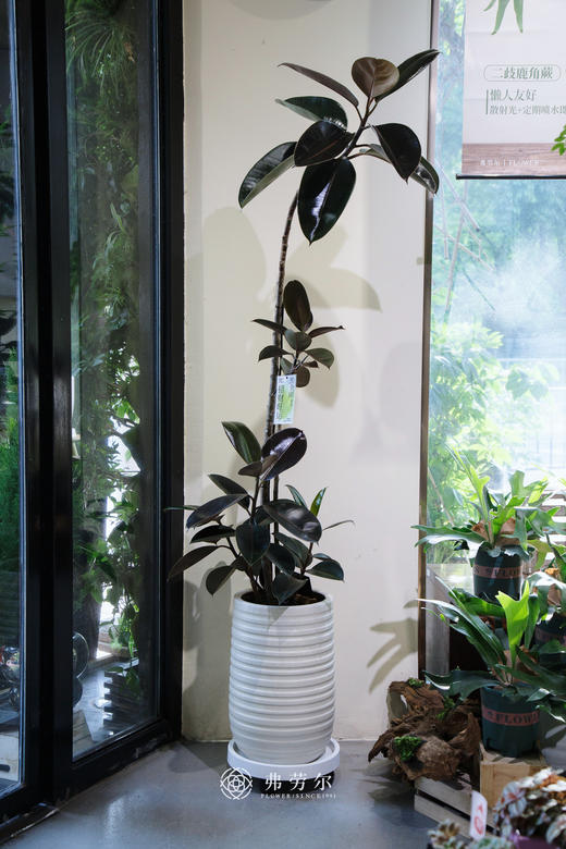 造型黑金刚 商品图0