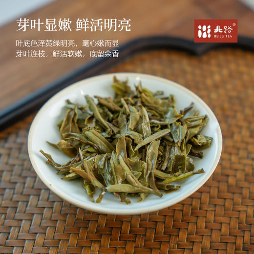 「北路白茶」24青令 福鼎白茶白牡丹2024年高山茶叶小方片茶100g 商品图3