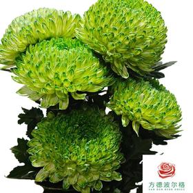 市场牡丹菊-青提绿