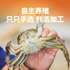 【直送到家】礼品卡包邮到家 新孟河虾蟹礼盒  新意礼卡（实物约1.5两醉蟹4只装2盒+400g罗氏虾2盒） 商品缩略图3
