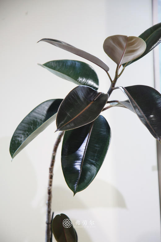 造型黑金刚 商品图1