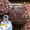 生态紫糯米 | 合作生产 * Ecological Purple glutinous rice  | Coproduction 商品缩略图0