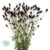 3月19日黑色地榆 Officinalis Black Dream Select 70cm-10支 商品缩略图0