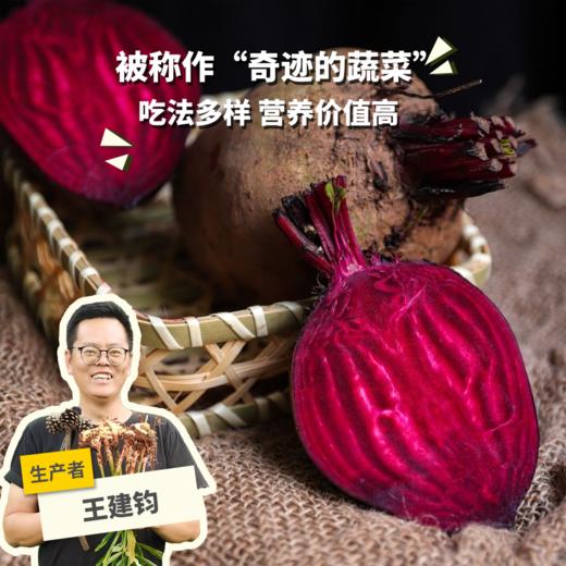 有机甜菜根 |合作生产*Organic Beetroot | Coproduction 商品图0