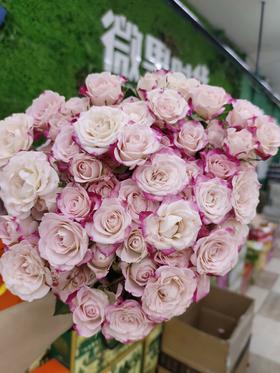 折射多头玫瑰5支