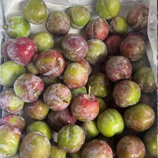 菠萝脆李 | 精选水果 商品图1