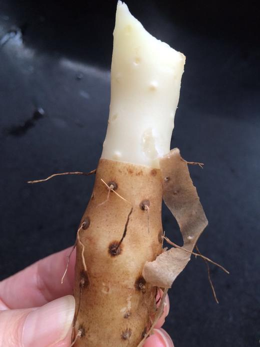 温县地铁棍山药 商品图6