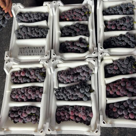 预定团29.8/件浙江巨峰葡萄3-4串装净重约4斤左右（7.31提货）