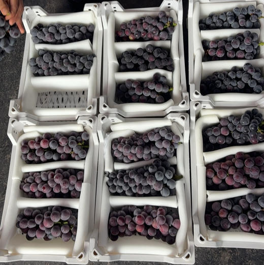 预定团29.8/件浙江巨峰葡萄3-4串装净重约4斤左右（7.31提货） 商品图0