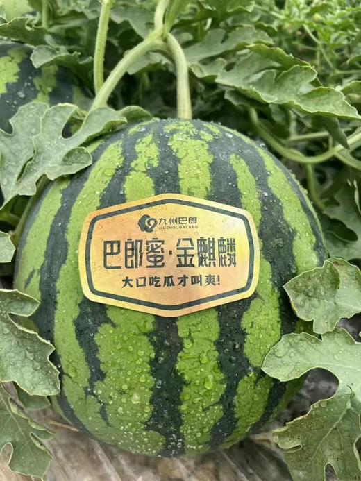 麒麟西瓜 夏天必备 酥脆甜 商品图11