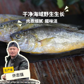 野生东山岛黄花鱼| 合作生产 * Wild yellow croaker | Coproduction
