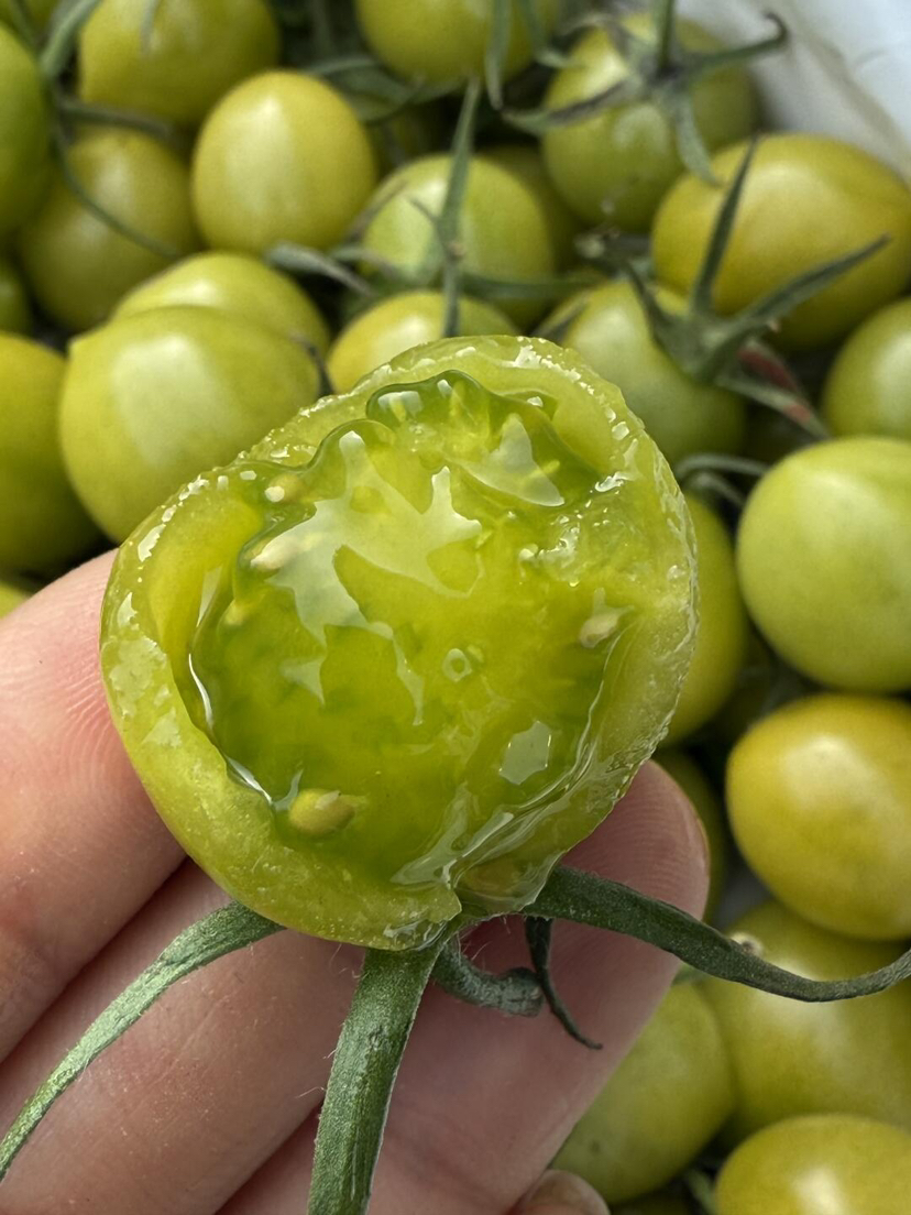 青番茄🍅圆润饱满，不酸不甜腻，热量低水份足💦，减脂也能吃到爽