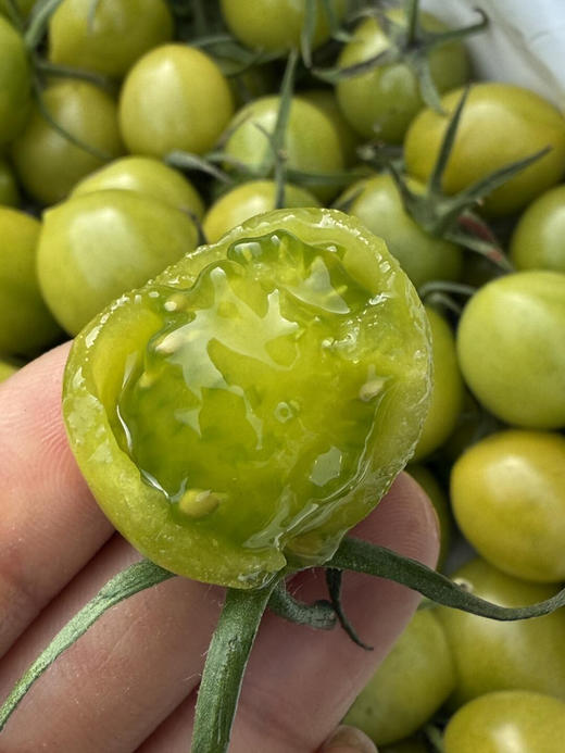 青番茄🍅圆润饱满，不酸不甜腻，热量低水份足💦，减脂也能吃到爽 商品图0