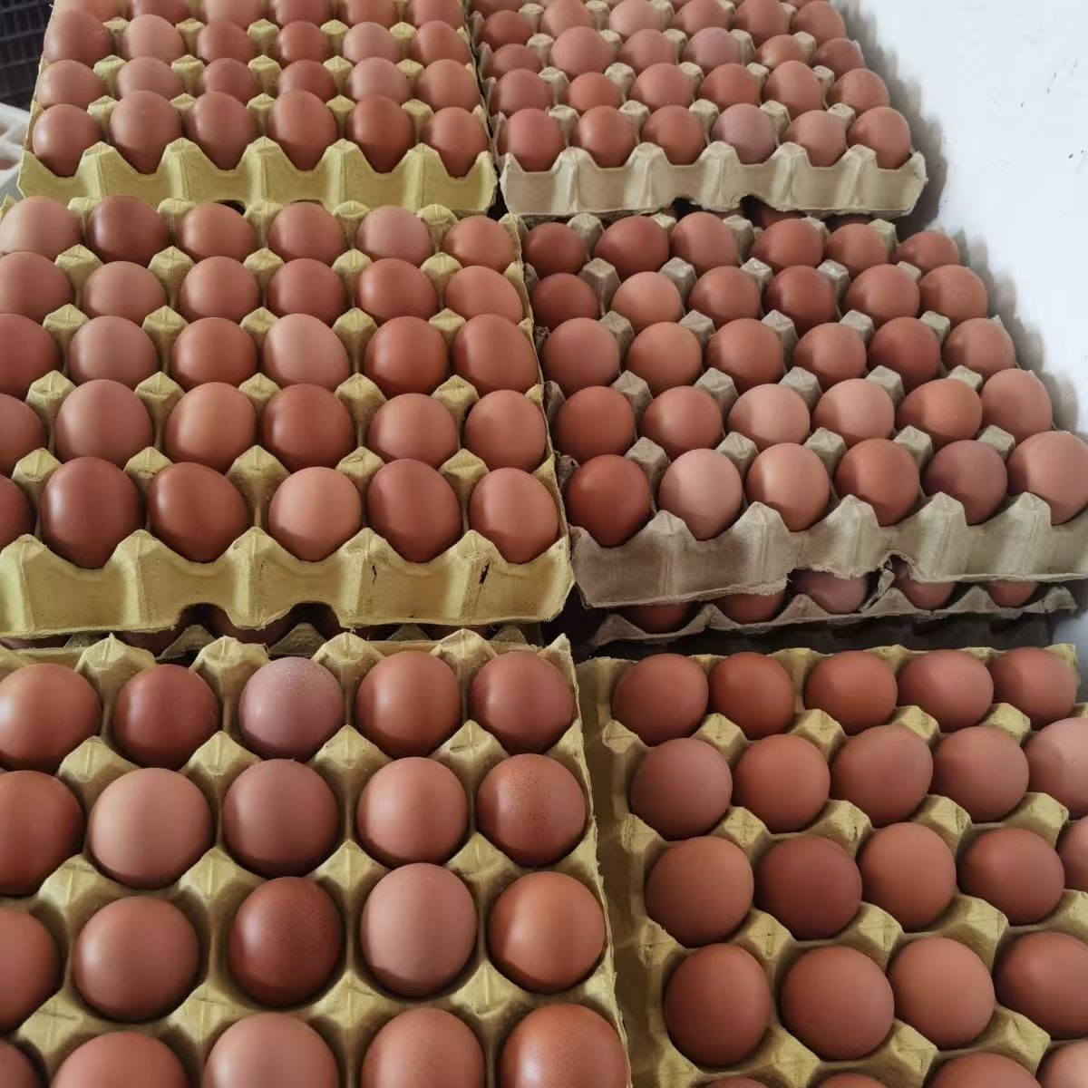 五谷红皮鲜鸡蛋30枚/板【FY】