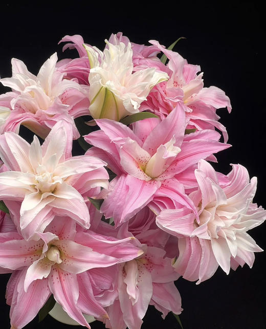 【精品重瓣百合】戴安娜 3头 5枝/扎 商品图2