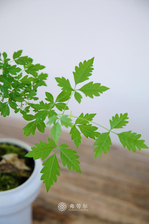 小叶黄荆 商品图1