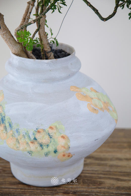 造型细叶福禄桐 商品图1