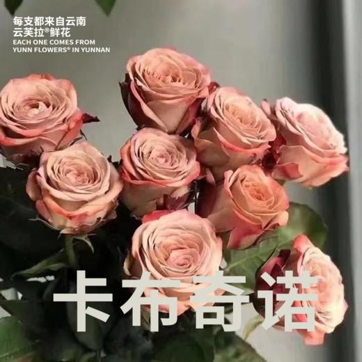 【直发】云南玫瑰鲜切花A级70-75分 商品图1