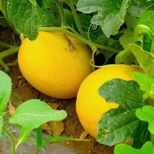 甘肃民勤蜜瓜净重7-8斤,2个瓜，产地：甘肃【臻选好果】 商品图2