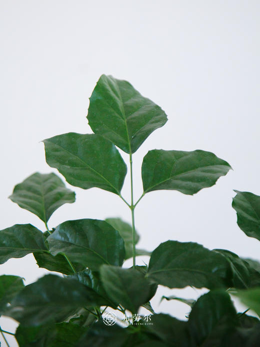 台面绿宝 商品图2