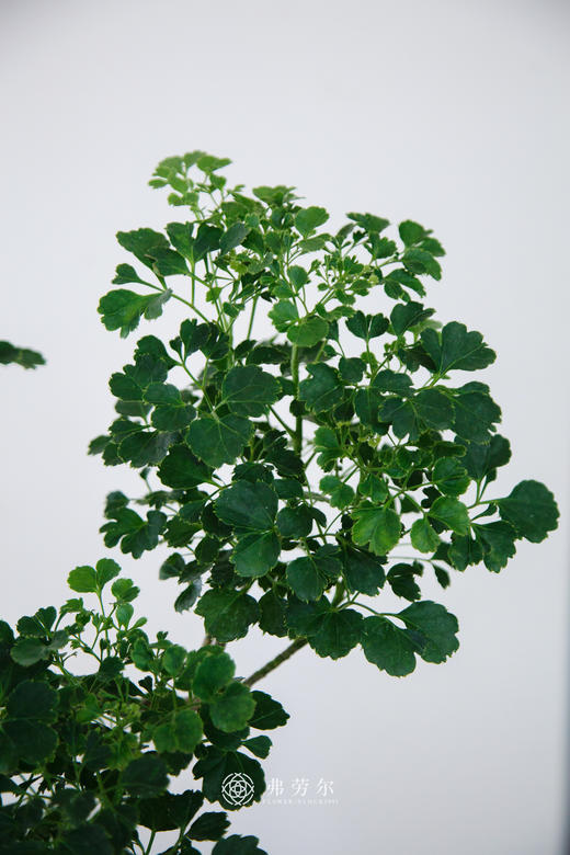 芹叶福禄桐 商品图1