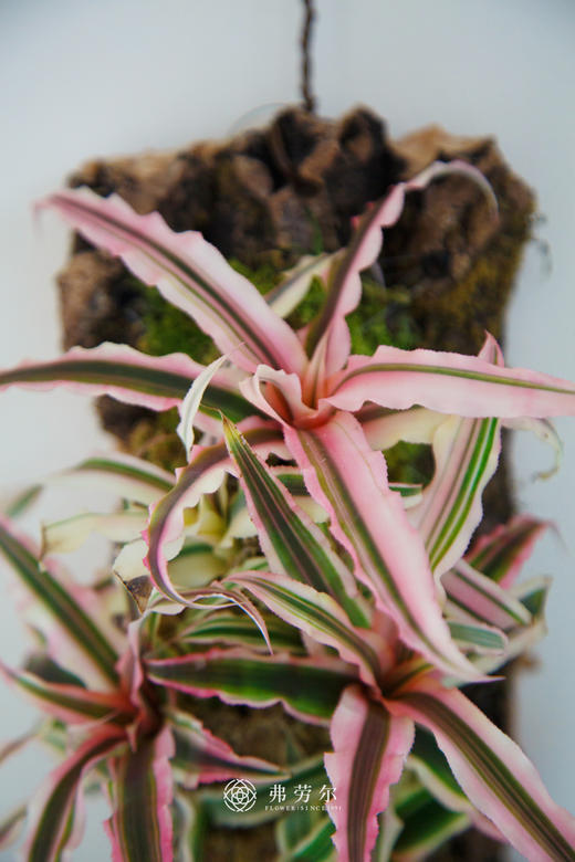 姬凤梨-软板 商品图1