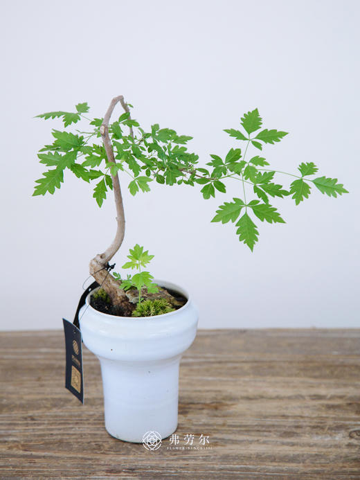 小叶黄荆 商品图0