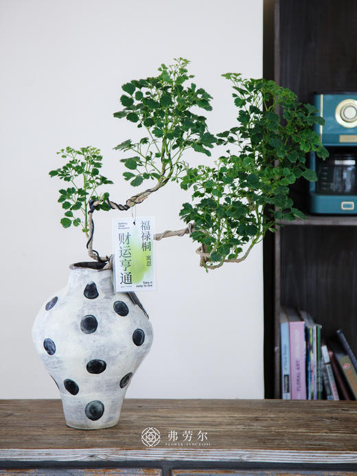 芹叶福禄桐 商品图0