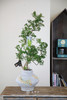 造型细叶福禄桐 商品缩略图0