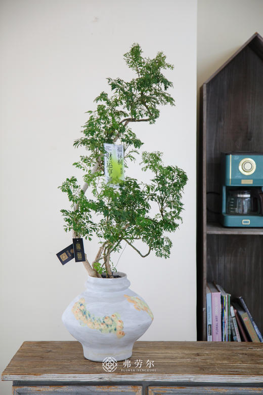 造型细叶福禄桐 商品图0