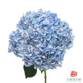 市场绣球 拇指薄荷  1枝